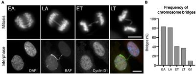 Breakage of CRISPR/Cas9-Induced Chromosome Bridges in Mitotic Cells